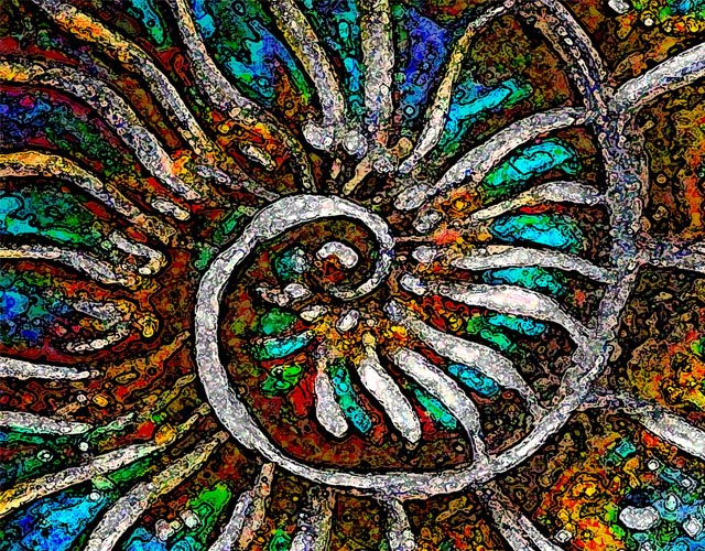 Ammonite by Doug LaRue